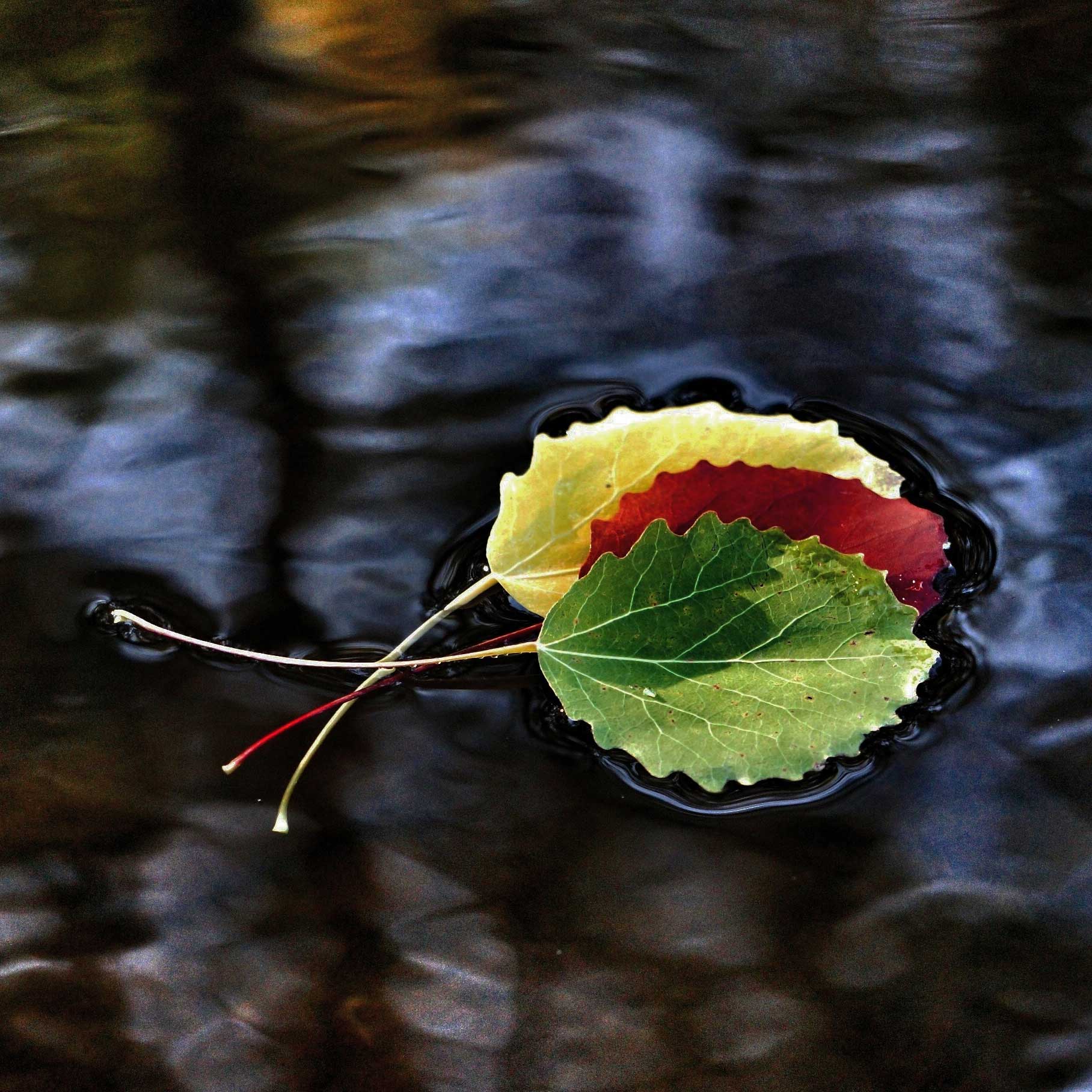 Leaves in different colors